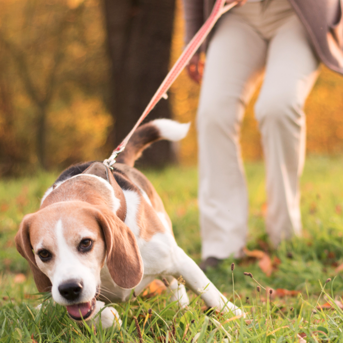 Stop your dog pulling on the lead Platinum Dog Walking & Training Blog